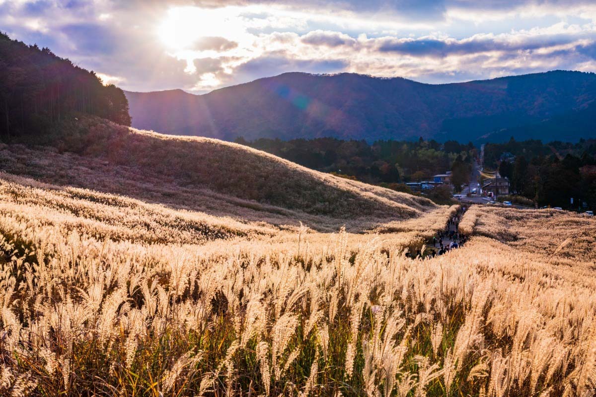Pampas Pampas